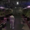 Secret Weed Farm MLO